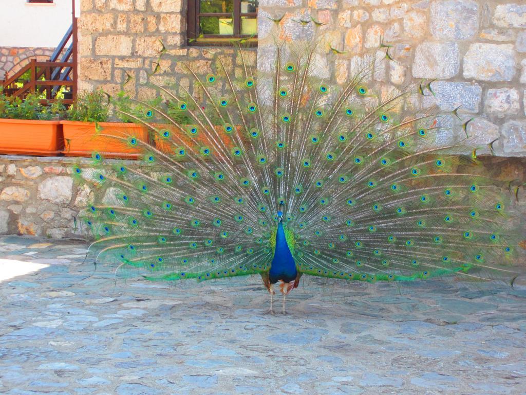 Hotel St. Naum Ljubaništa Esterno foto